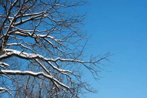 Snow covered tree against a blue sky